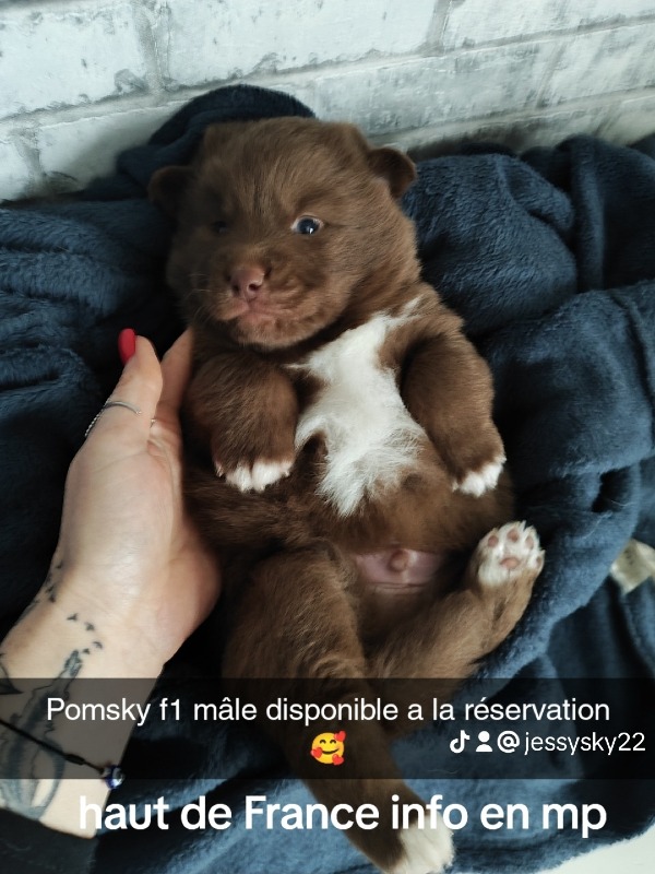 Pomsky f1 maschio - In vendita - Preeders