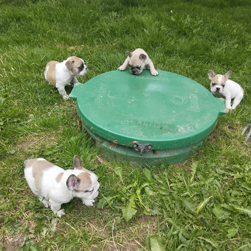 Cachorros machos de bulldog francés exótico - En venta - Preeders