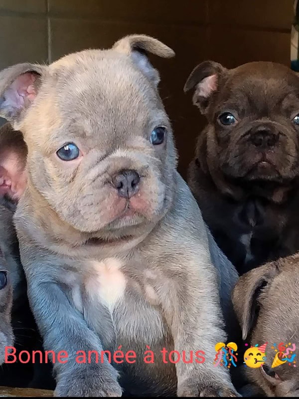 Élevage Angies dogs -  of French bulldogbreeder - Preeders