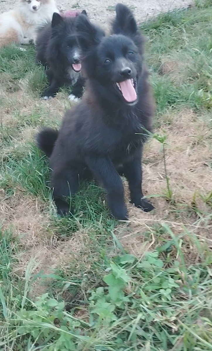 Mannelijke pomsky - Te koop - Preeders