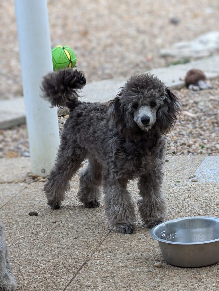 poodle cinza miniatura - Para venda - Preeders