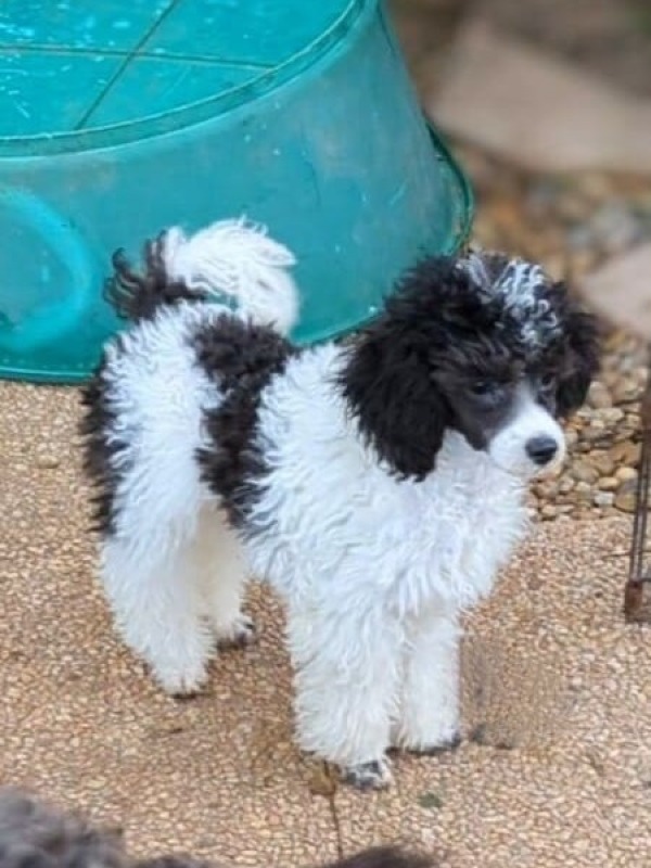Caniche Toy hembra negro y blanco. - Partipoodle
