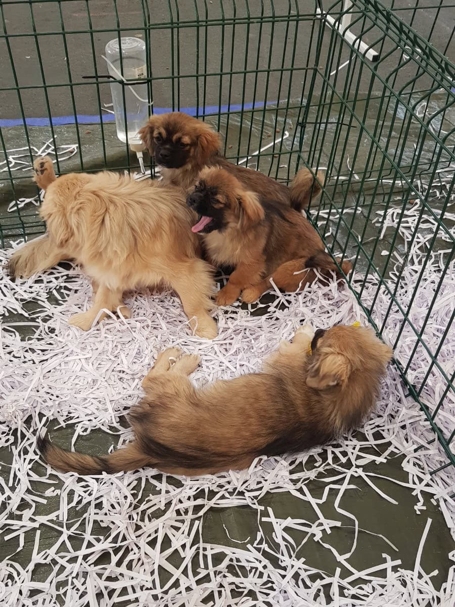 2 mannelijke Tibetaanse spaniels - Te koop - Preeders