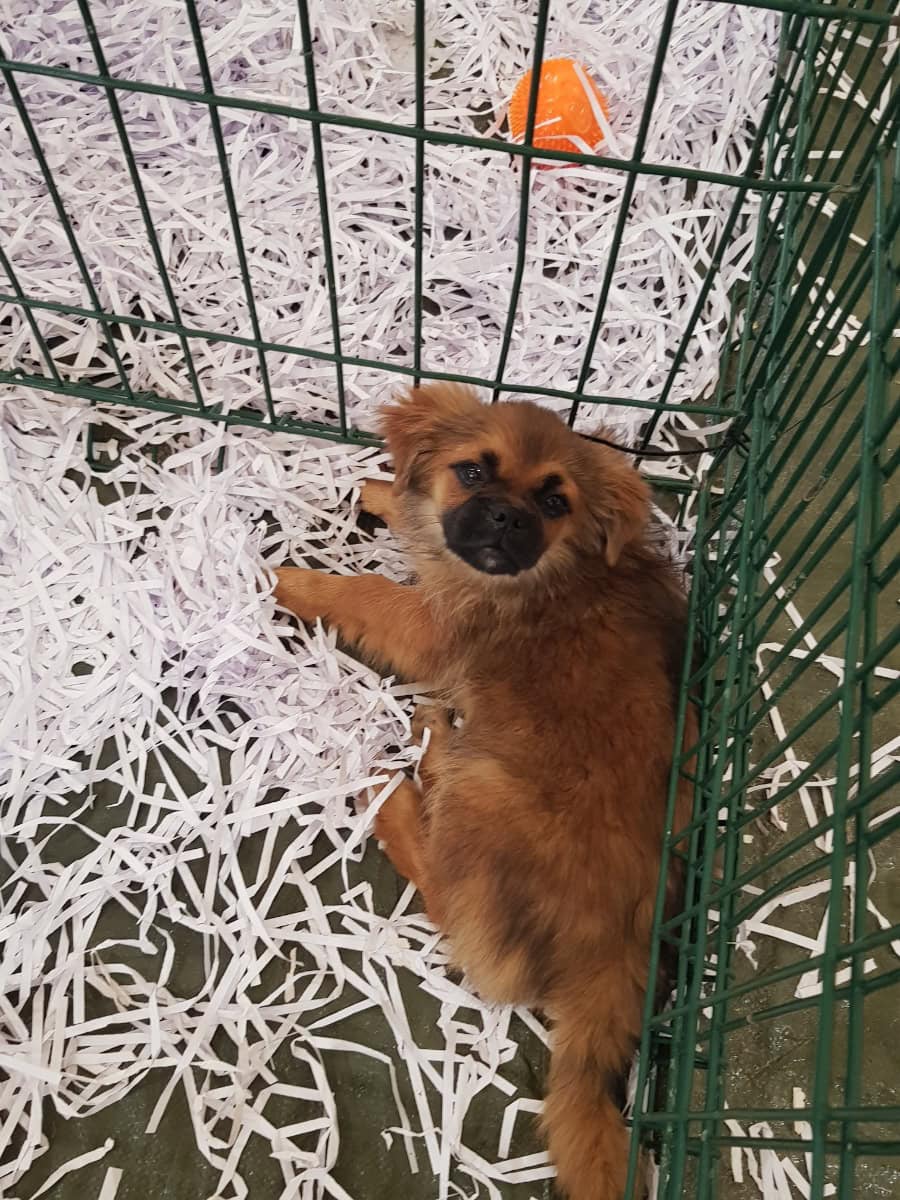 2 pequeño macho atigrado carbón - En venta - Preeders