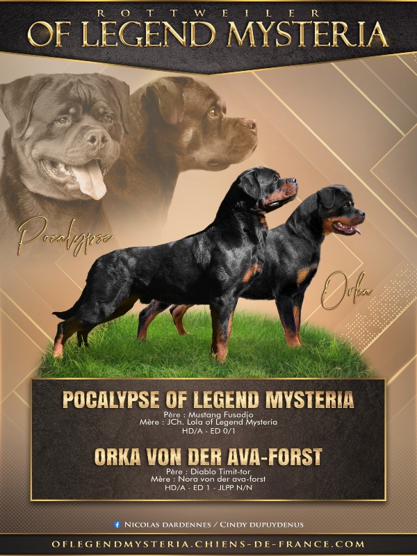 Magnifique chiots rottweiler  - Of legend mysteria 