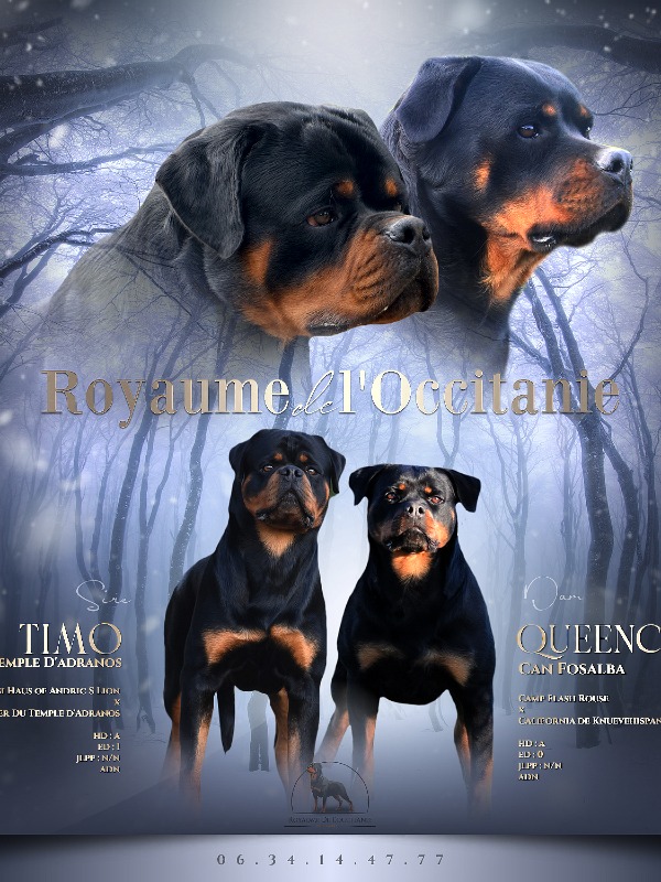 Rottweiler reu pup met stamboom - royaume de l'occitanie