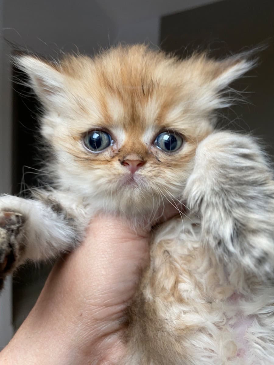 male Persian black golden shaded / dilution - For sale - Preeders