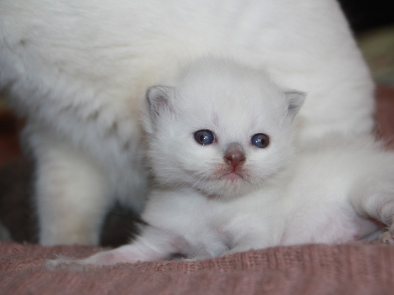 Chaton British shorthair bleu colorpoint  - Chatterie d'Ysorian