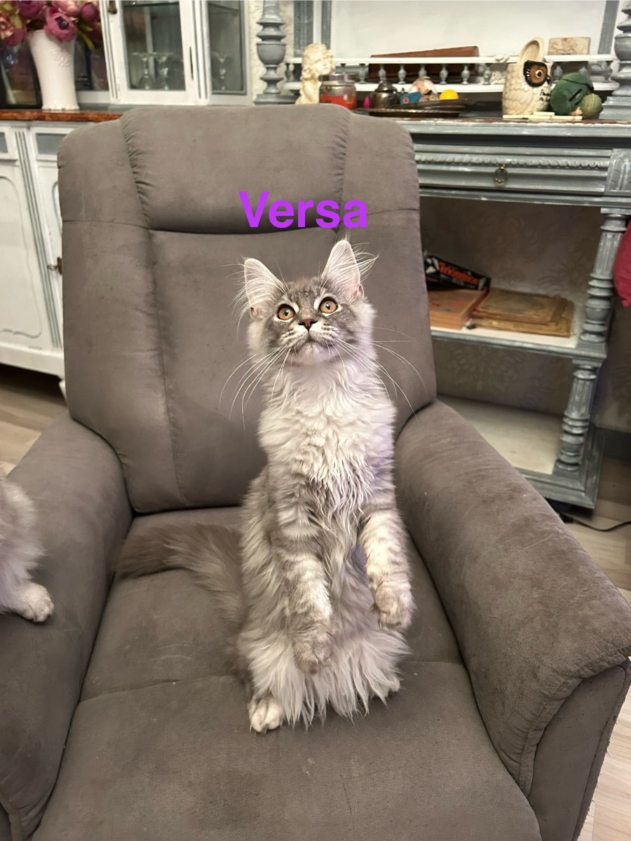 Maine Coon - In vendita - Preeders