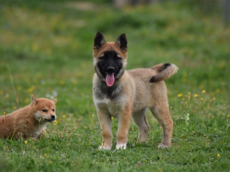 Cachorros Belusky magníficos - Élevage des Gardiens de la Bruyère 