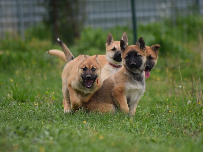 Gorgeous Belusky puppies - Élevage des Gardiens de la Bruyère 