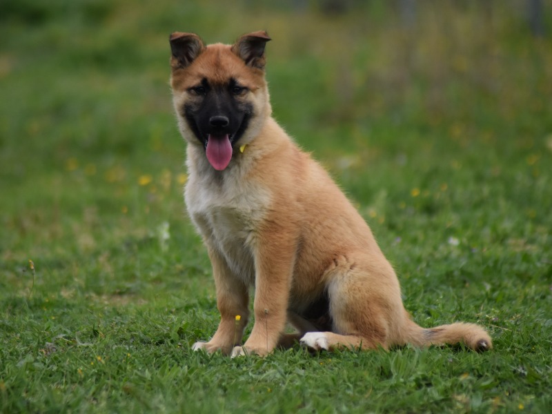 Gorgeous Belusky puppies - Élevage des Gardiens de la Bruyère 
