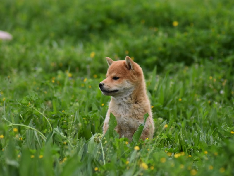 Shiba Inu type puppy - For sale - Preeders