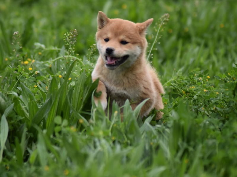 Shiba Inu-puppy - Élevage des Gardiens de la Bruyère 