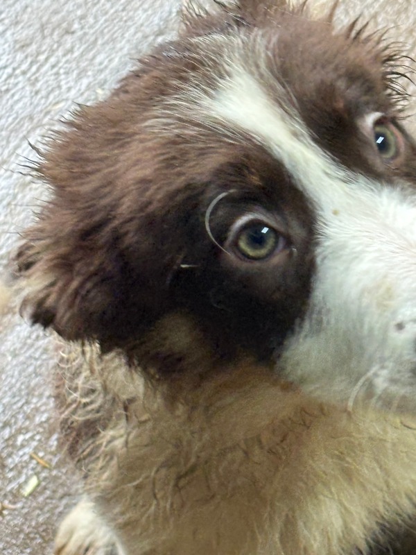 Border Collie with Pedigree - For sale - Preeders