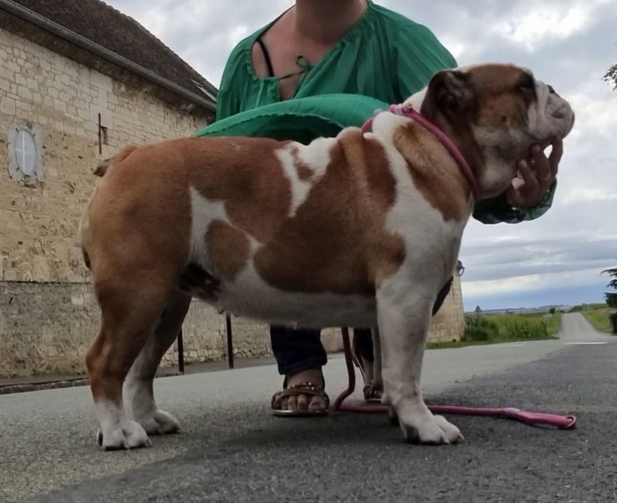 Jeune adulte bulldog LOF - À vendre - Preeders