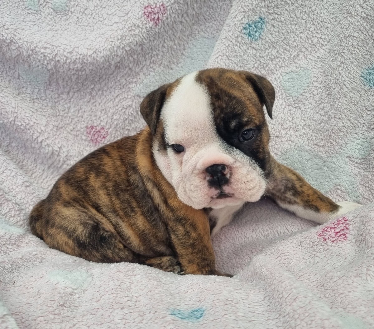 Prachtige Engelse bulldog puppy's Lof - Te koop - Preeders