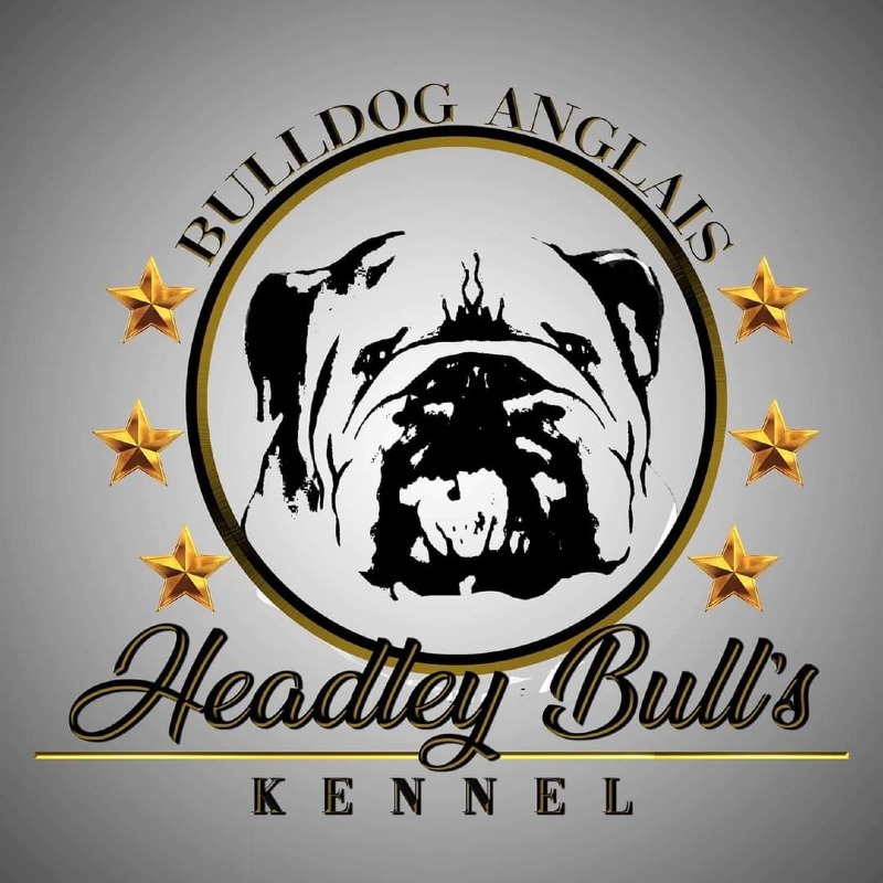 Headley bull's - Criador de Bulldog inglés - Preeders