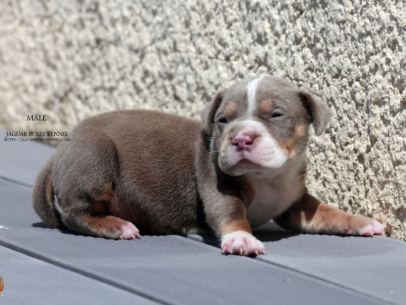 Male American Bully XL puppy - tricolor lilac. - For sale - Preeders