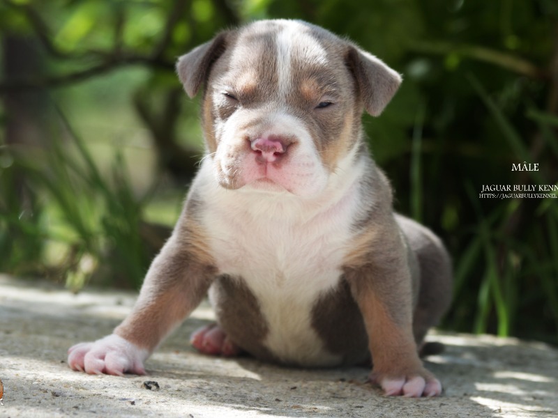 Cachorro macho American Bully XL - tricolor lila. - Jaguar Bully Kennel