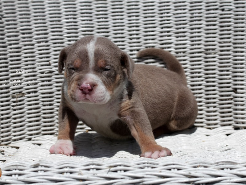 Chiot mâle American Bully XL - tricolore lilac - Jaguar Bully Kennel
