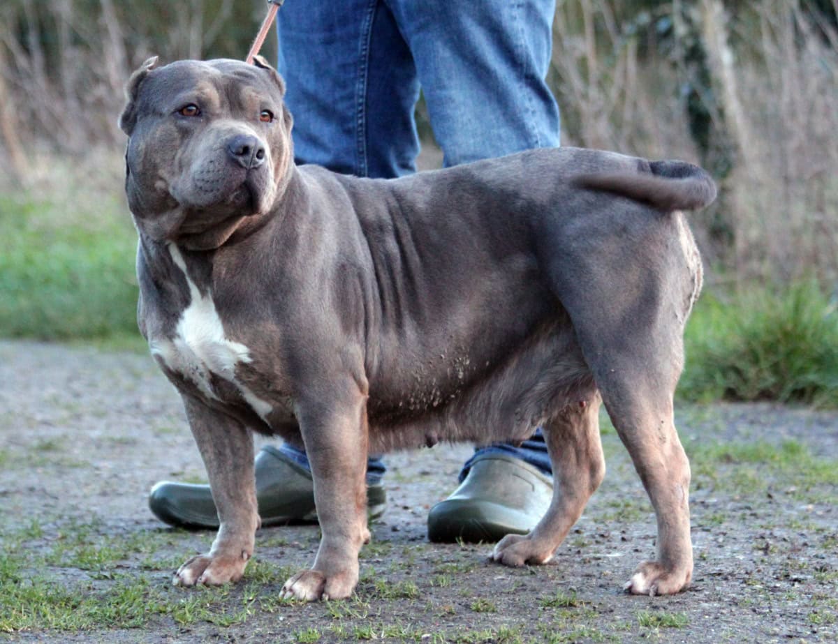 Te geven vrouwelijke American Bully - standaard formaat - Te geven - Preeders