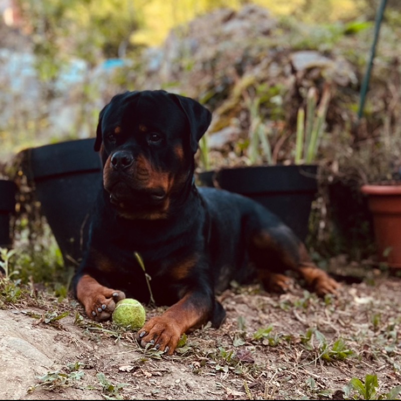 Cucciolo di Rottweiler LOF di Grossa Taglia - ÉLEVAGE DE LA LÉGION DE ROTTWEIL 