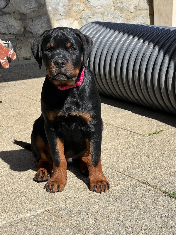 Rottweiler puppy LOF Large Size - For sale - Preeders