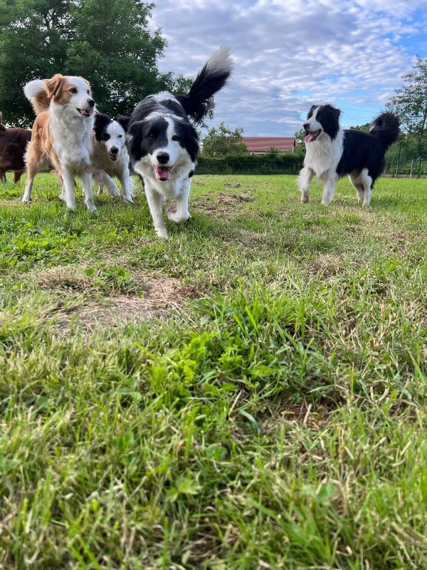 La Bande a Papattes - Criador de Border collie - Preeders