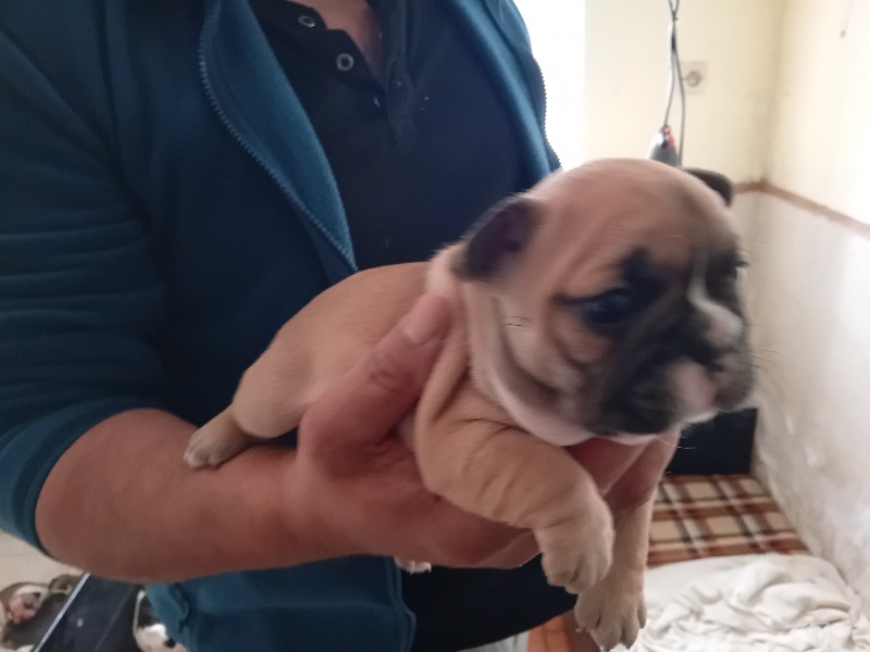 French Bulldog - For sale - Preeders