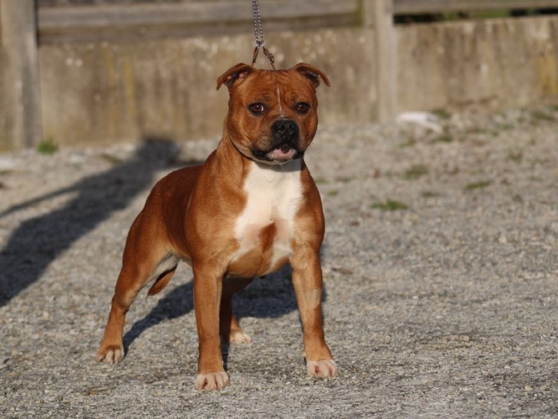 Rockstar Dog -  vanAmerican staffordshire terrierfokker - Preeders