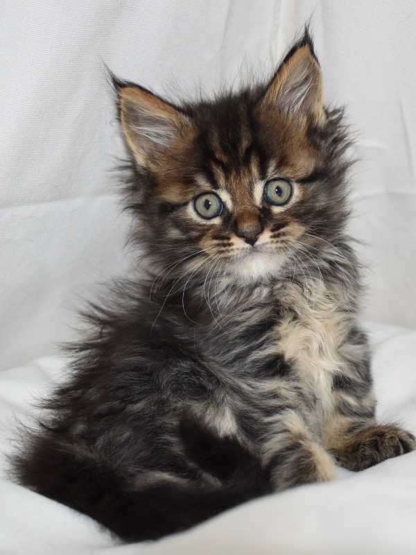 Chatons Maine Coons  - Des Coons Allexois 
