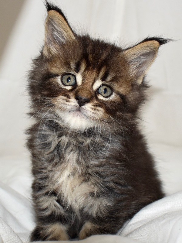 Maine Coon kittens - For sale - Preeders