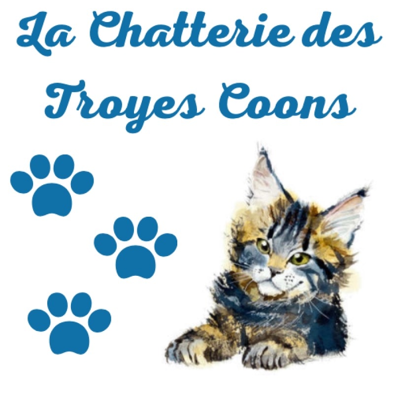 La chatterie des Troyes Coons -  of Maine coonbreeder - Preeders