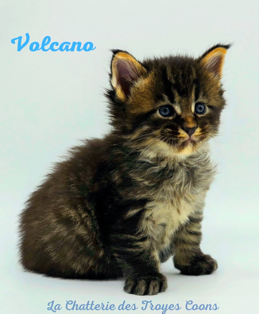 Lovely Maine Coon kittens LOOF - For sale - Preeders