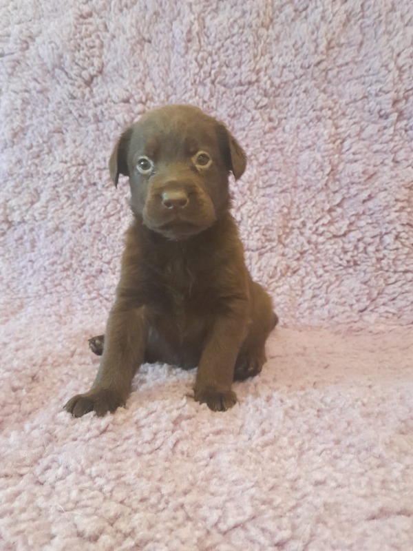 Black and chocolate labrador puppies with pedigree available - du Clos des Trois Cerisiers
