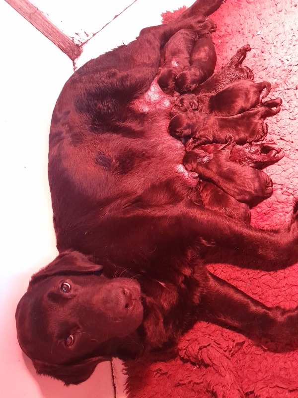 Black and chocolate labrador puppies with pedigree available - For sale - Preeders