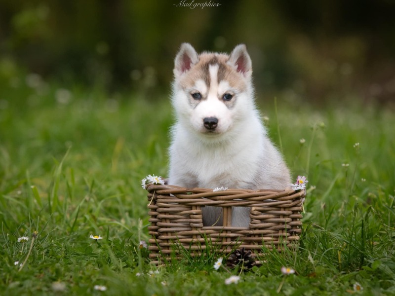 pedigree husky puppy - L'aube Siberienne