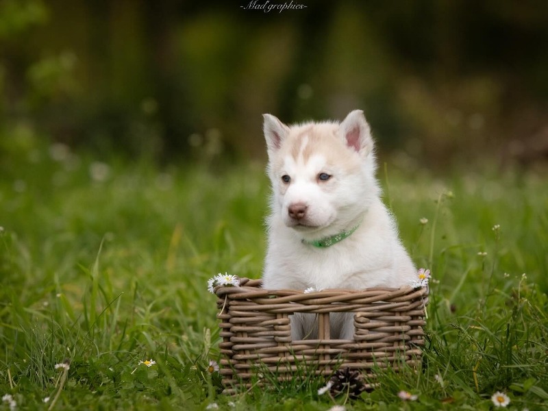 Husky puppy met stamboom - L'aube Siberienne