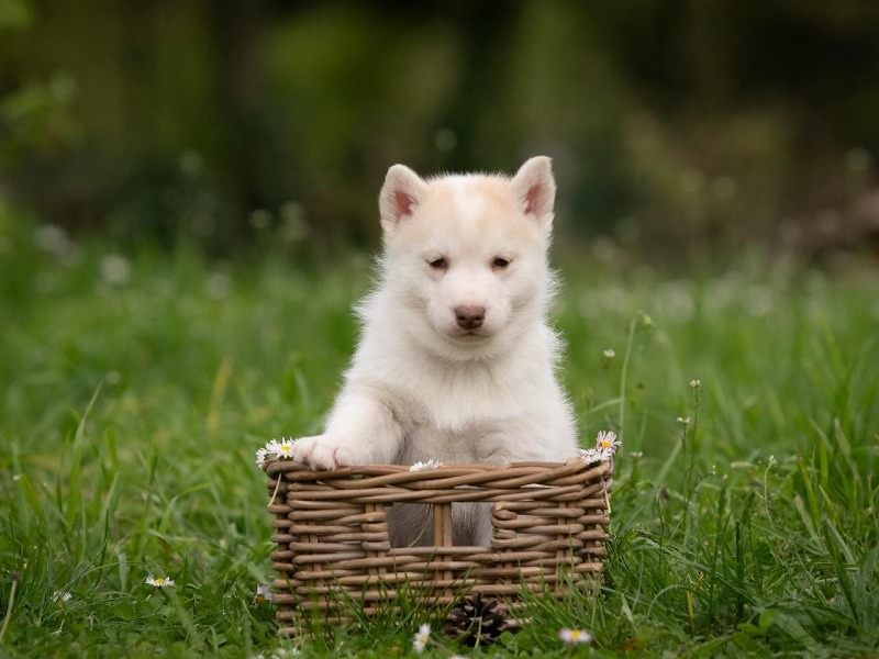 Husky puppy met stamboom - L'aube Siberienne