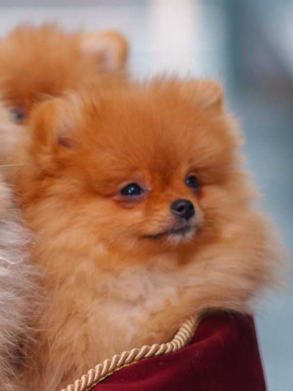 Miniature Spitz for sale. - For sale - Preeders