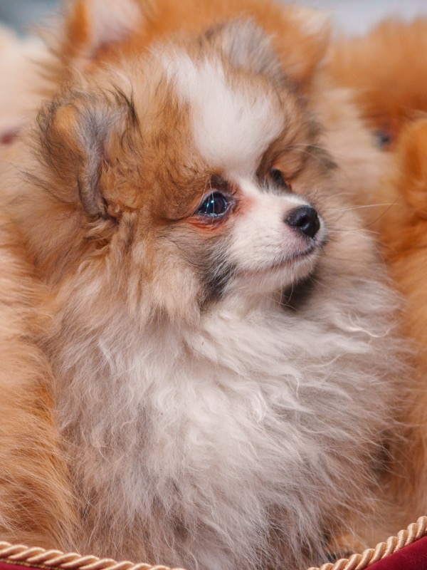 Male Pomeranian for sale - For sale - Preeders