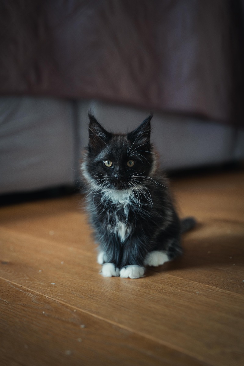 Chaton femelle Maine Coon, Zia des Nunchatcoons - À vendre - Preeders