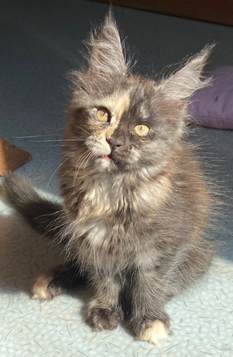 Hembra Maine Coon LOOF - En venta - Preeders