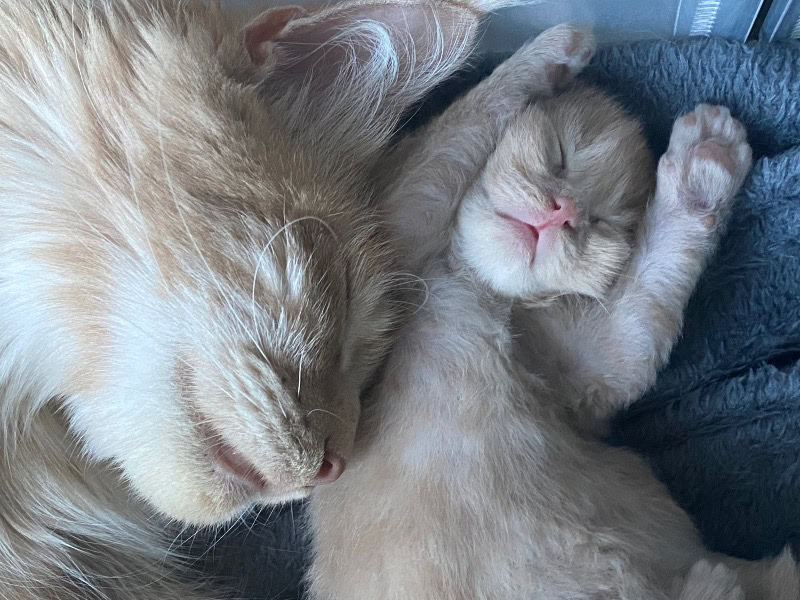 Chatterie des Songes d’Arwen - Éleveuse de Maine coon - Preeders