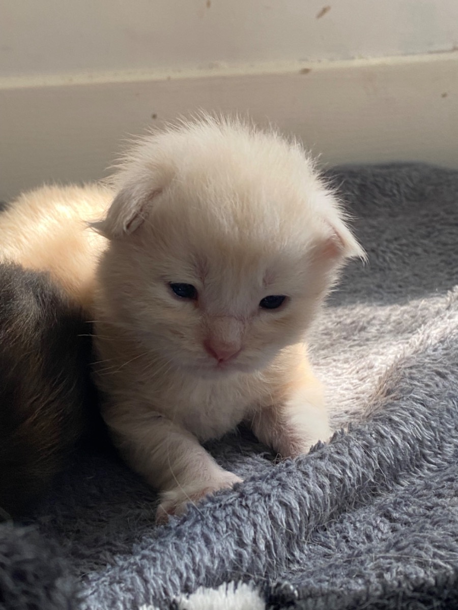 Maine Coon LOOF - For sale - Preeders