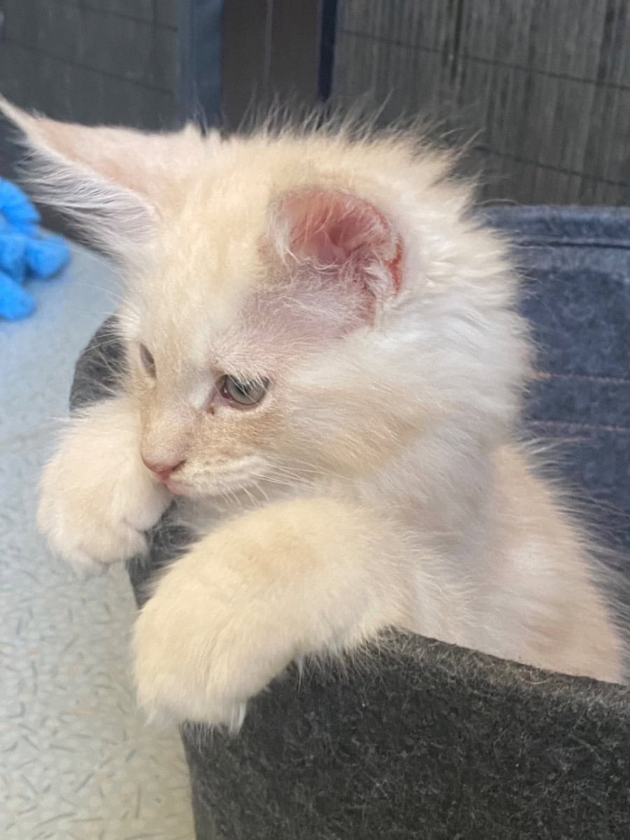 Cream smoke male Maine Coon - For sale - Preeders