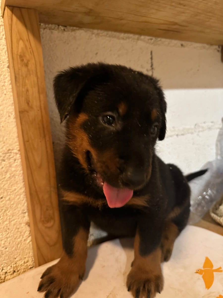 Beauceron - À vendre - Preeders