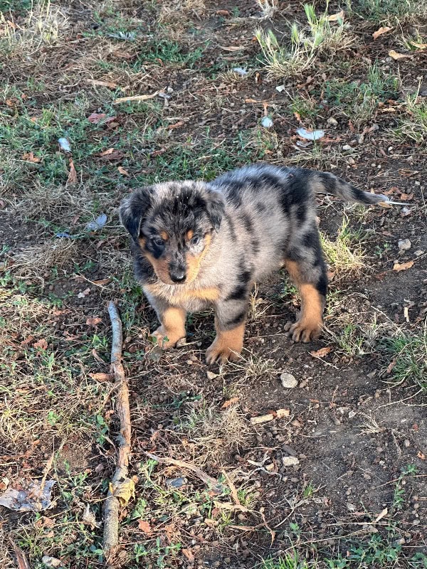 Eric P. - Criador de Beauceron - Preeders