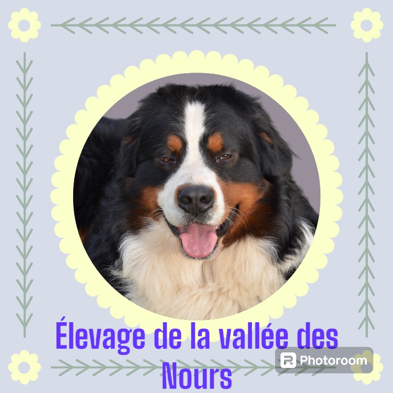 La Vallée des Nours -  ofOld english sheepdogbreeder - Preeders